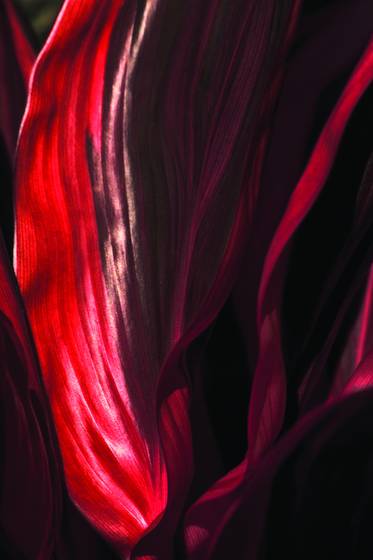 Red_ti