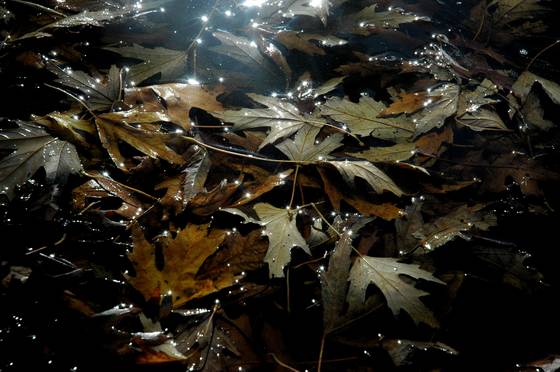 Leaves