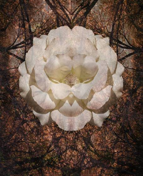A_rose_by_any_other_name