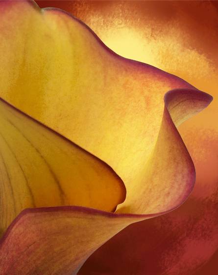 Flame_calla_lily