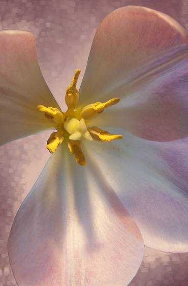 Magnolia