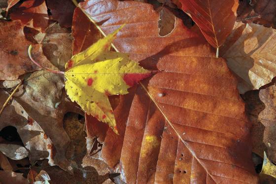 Autumn_psalm
