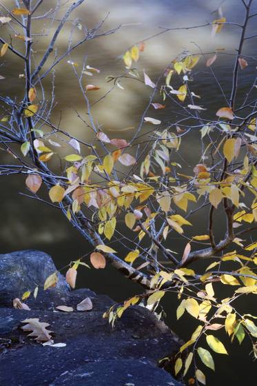 Falling_leaves