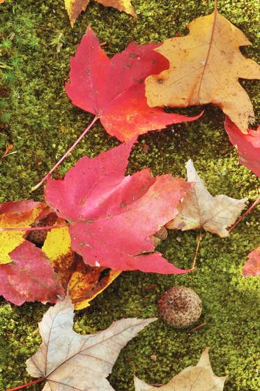 Leaves_and_moss