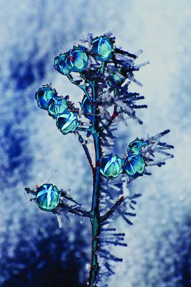 Winter_flora_2