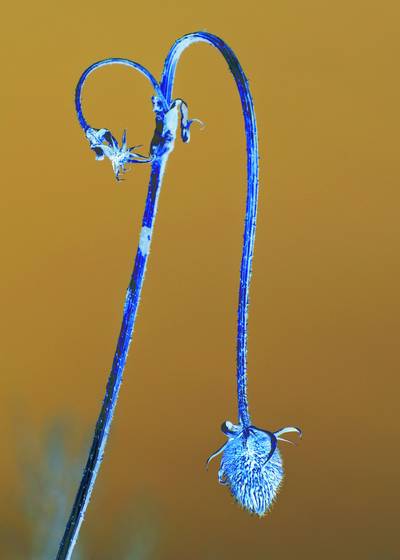 Winter_flora_6