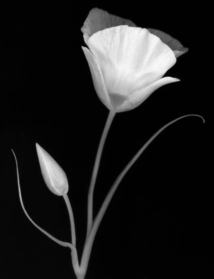 Sego_lily