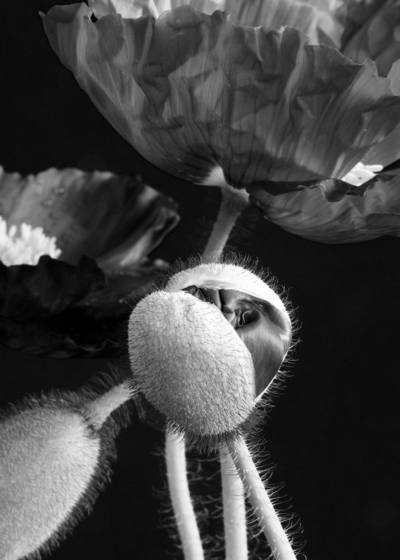 Poppy