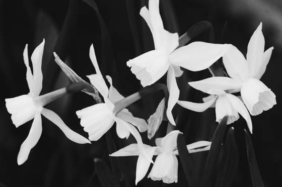 Dance_of_the_daffodils