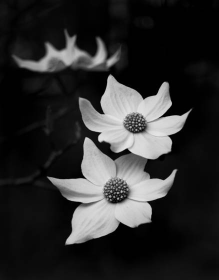 Dogwoods
