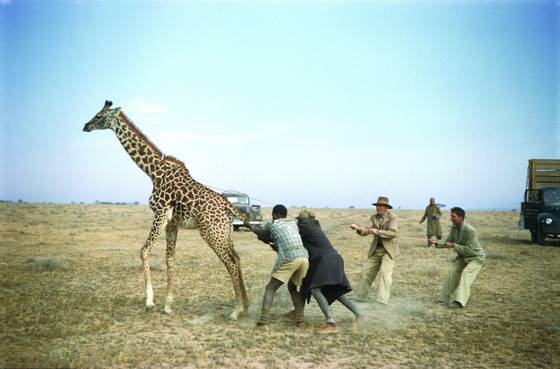 Giraffenapping