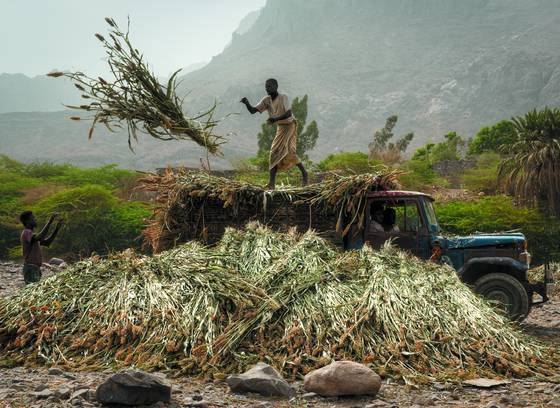 Khamis_benisa_ad_farm_workers