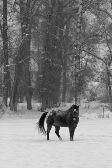 Equine_snow_scene
