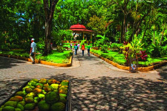 Mango_fruits_in_duarte_s_park