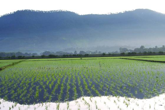 Sunrise_for_the_rice