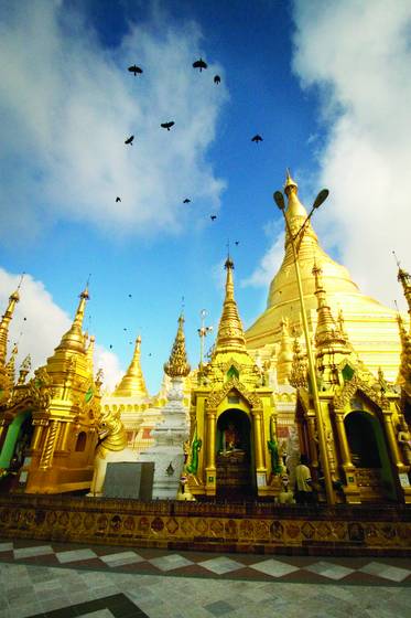 Birds_yangon