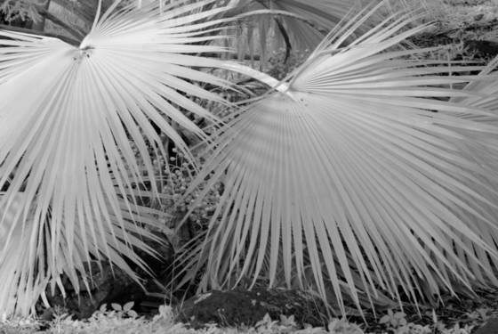 Palm_fans