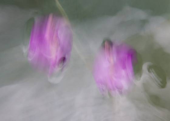 Flower_dance