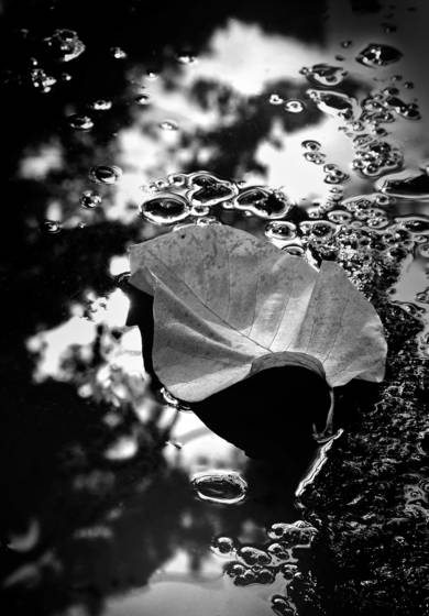 Cucumber_tree_magnolia_leaf