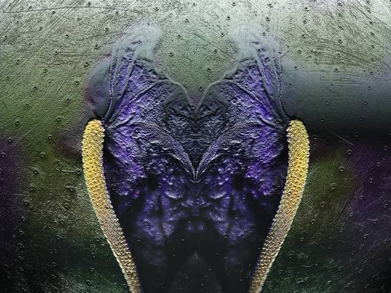 Anthurium_2
