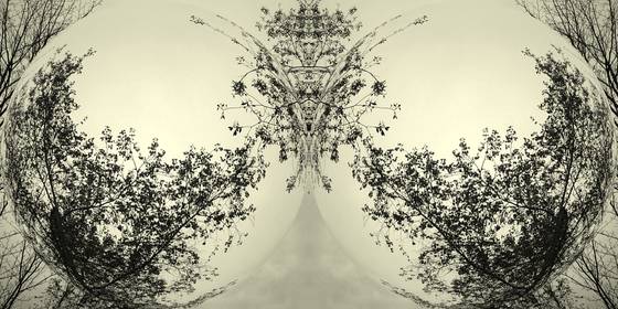 Enchanted_forest__1