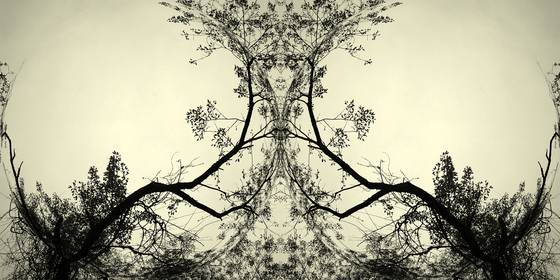 Enchanted_forest__2