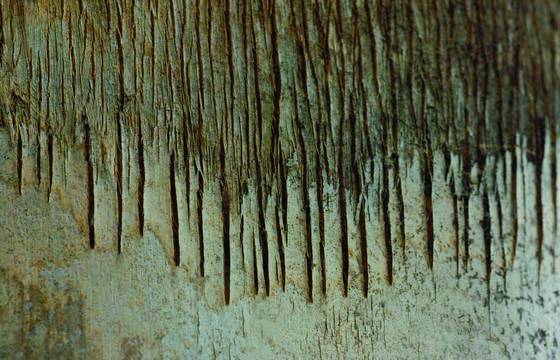 Tree_line