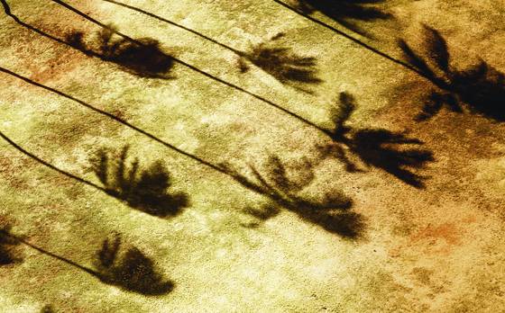 Palm_tree_shadows