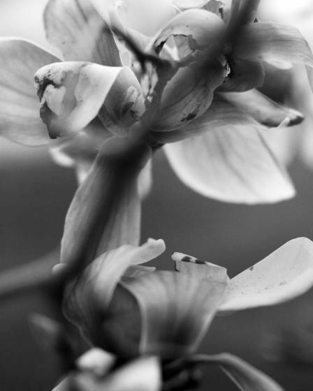 Magnolia_acuminata_29