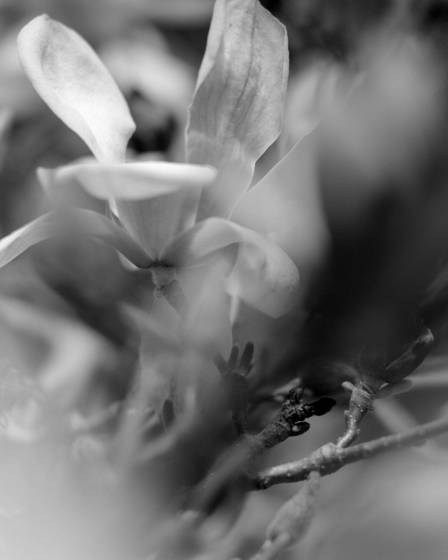 Magnolia_acuminata_97