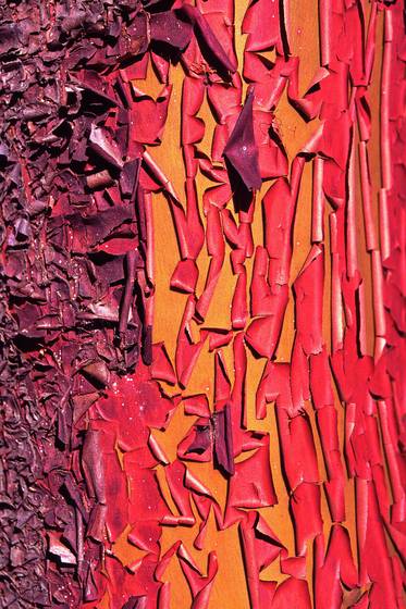 Peeling_madrone