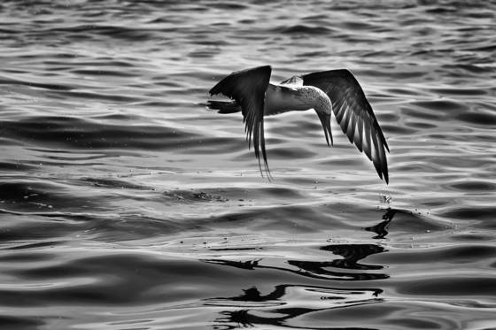 Bird_of_prey