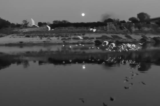 Birds_and_full_moon