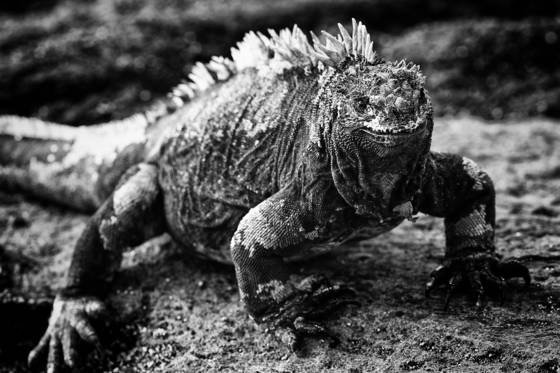 Lizard