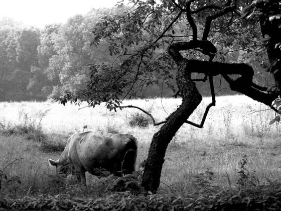 Cow_pasture