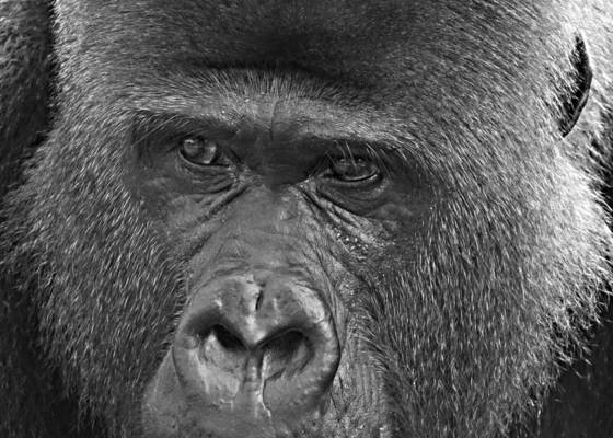 Gorilla