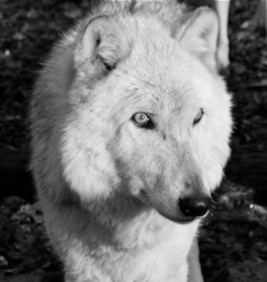 White_wolf