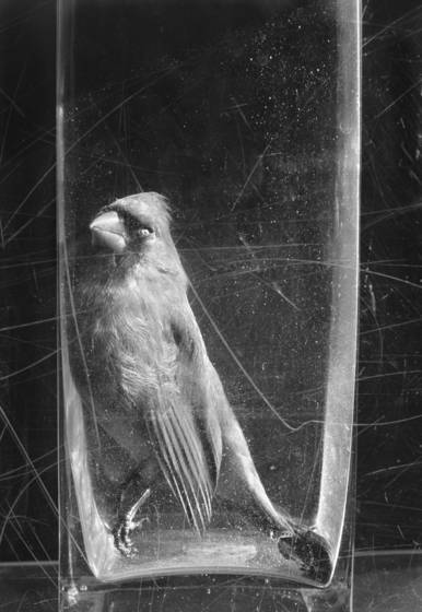 Vessel_with_cardinal