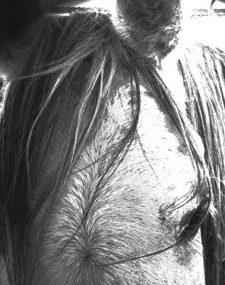 Bad_hair_day_at_the_barn__3