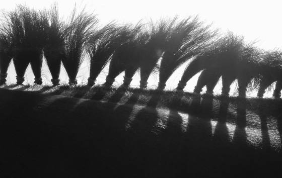 Bad_hair_day_at_the_barn