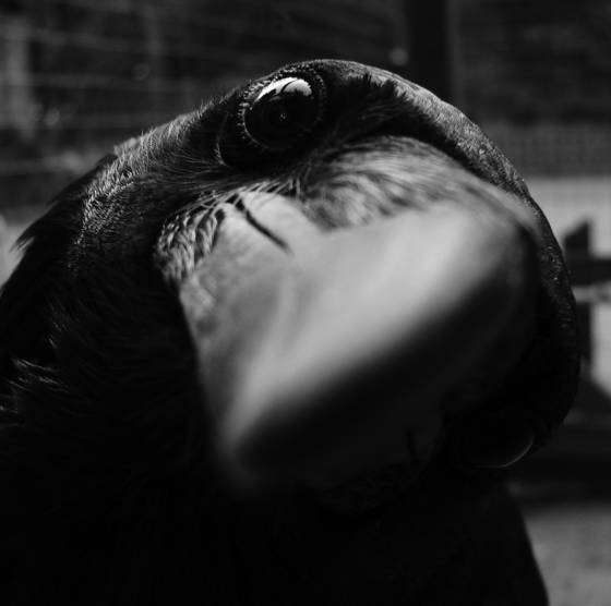 Inquisitiveness