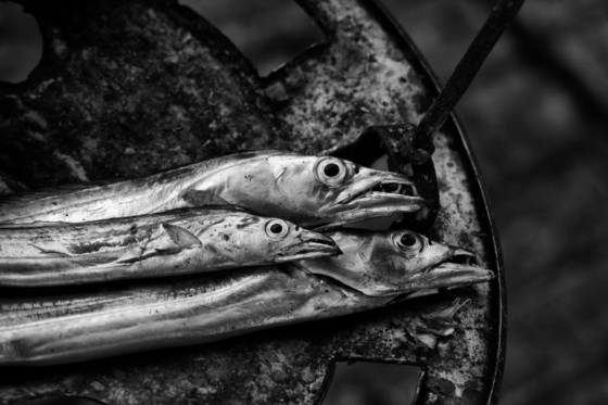 Catch_of_the_day