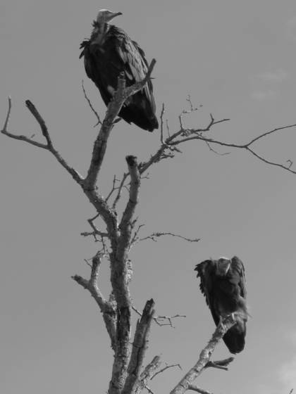 Vultures