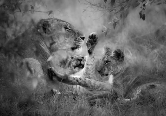 Mom_and_cubs