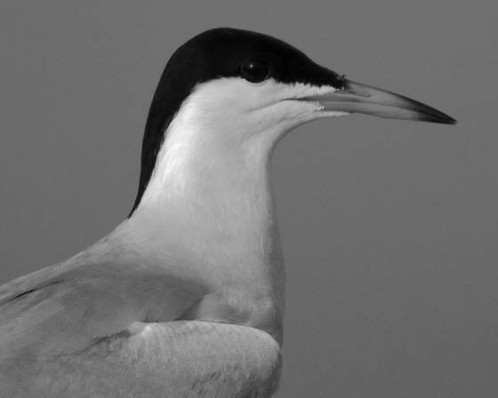 Common_tern_portrait