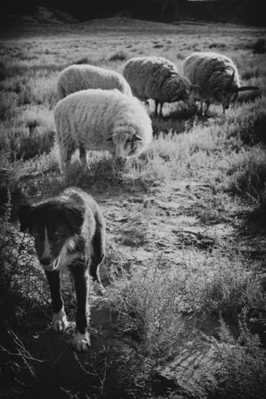 Sheep_dog