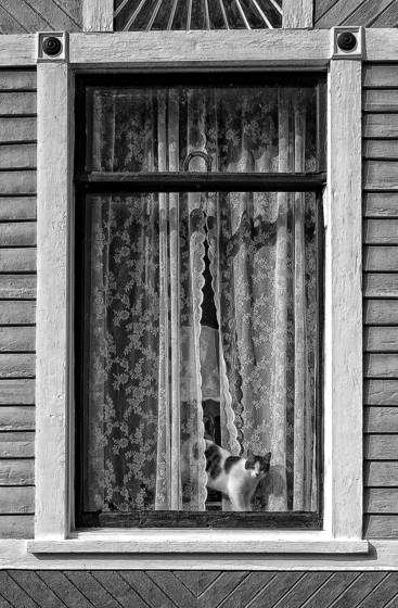 Cat_in_window