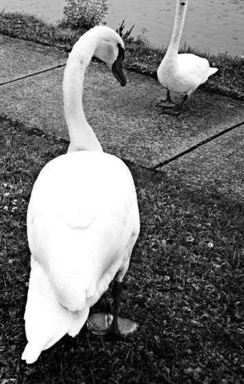 Two_swans