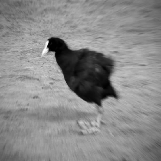 Coot_2