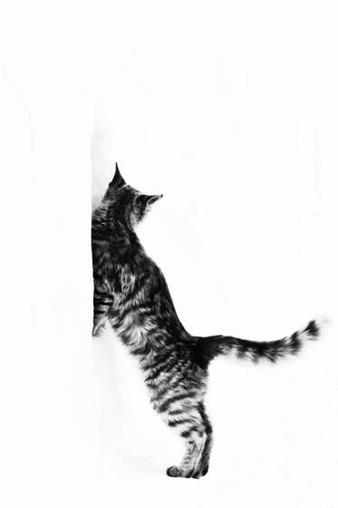 Lookout